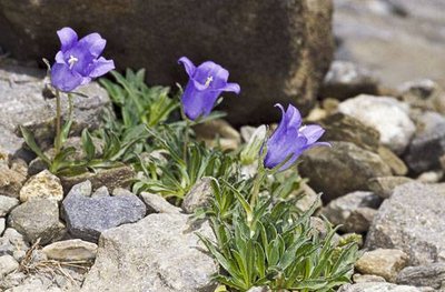 Campanule alpestre.