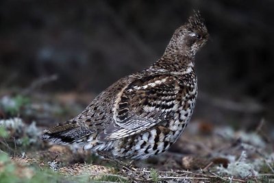 Gélinotte des Bois © Michael Haeckel