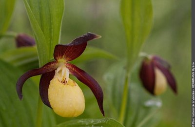 Fleur de Sabot-de-Venus. 