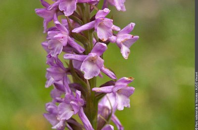 Orchis odorant