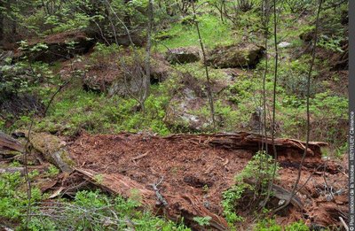 Forêt subnaturelle (forêt en libre évolution) de l'Orgère. Commune de Villarodin Bourget. (PNV AOA)