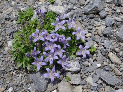 Campanule du Mont Cenis