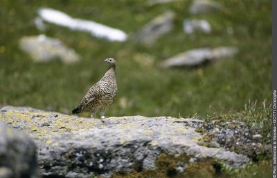 Lagopède alpin : individu femelle