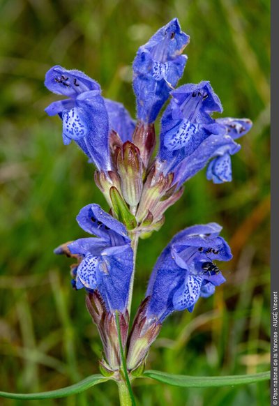 Dracocephallum ruyschiana (dracocéphale de Ruysch)