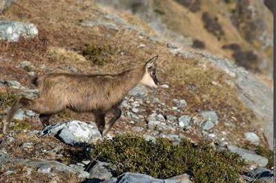 Cabri de Chamois. (PNV CP)