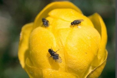 La mouche du Trolle