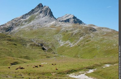 Troupeau de vaches au plan de la Grassaz