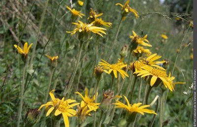 Fleurs d'arnica montana