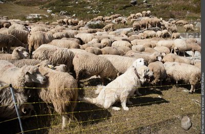 Chiens patous protégeant un troupeau