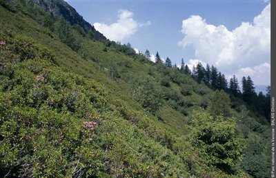 Zone de combat dans la réserve des Hauts de Villaroger