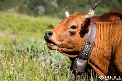 Les vaches de la ferme alpage de Tueda