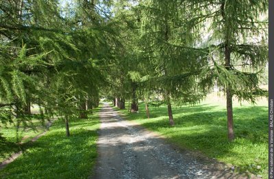 Allée de mélèzes conduisant au Palais de la Mine