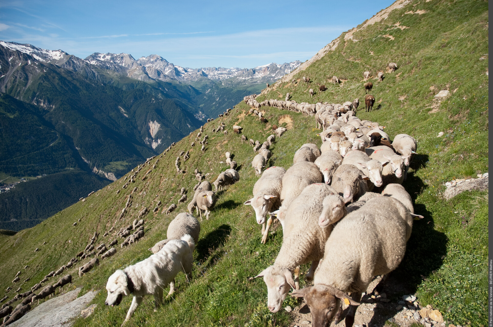 Transhumance des brebis vers le Col du Barbier