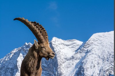 Bouquetin des Alpes mâle près du hameau du Laisonnay d'En Haut