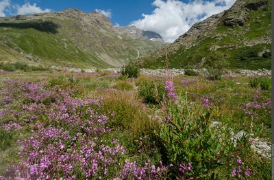 Tapis d'épilobes de Fleisher sur les bords de l'Arc