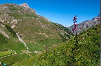 Lis martagon - Vallon du Manchet, commune de Val-d'Isère