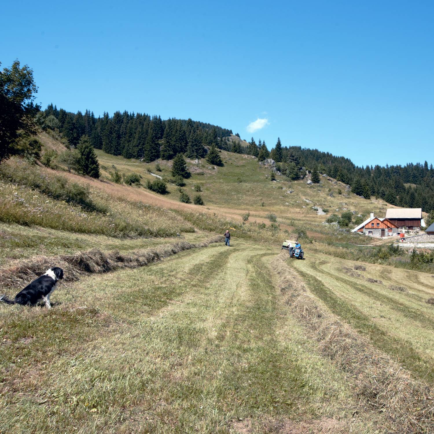 Ambiance champêtre au Sapey des Cohendets