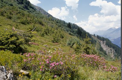 Lande à rhododendrons ferrugineux, entre Plan Bois et le Plan de l'Aiguille