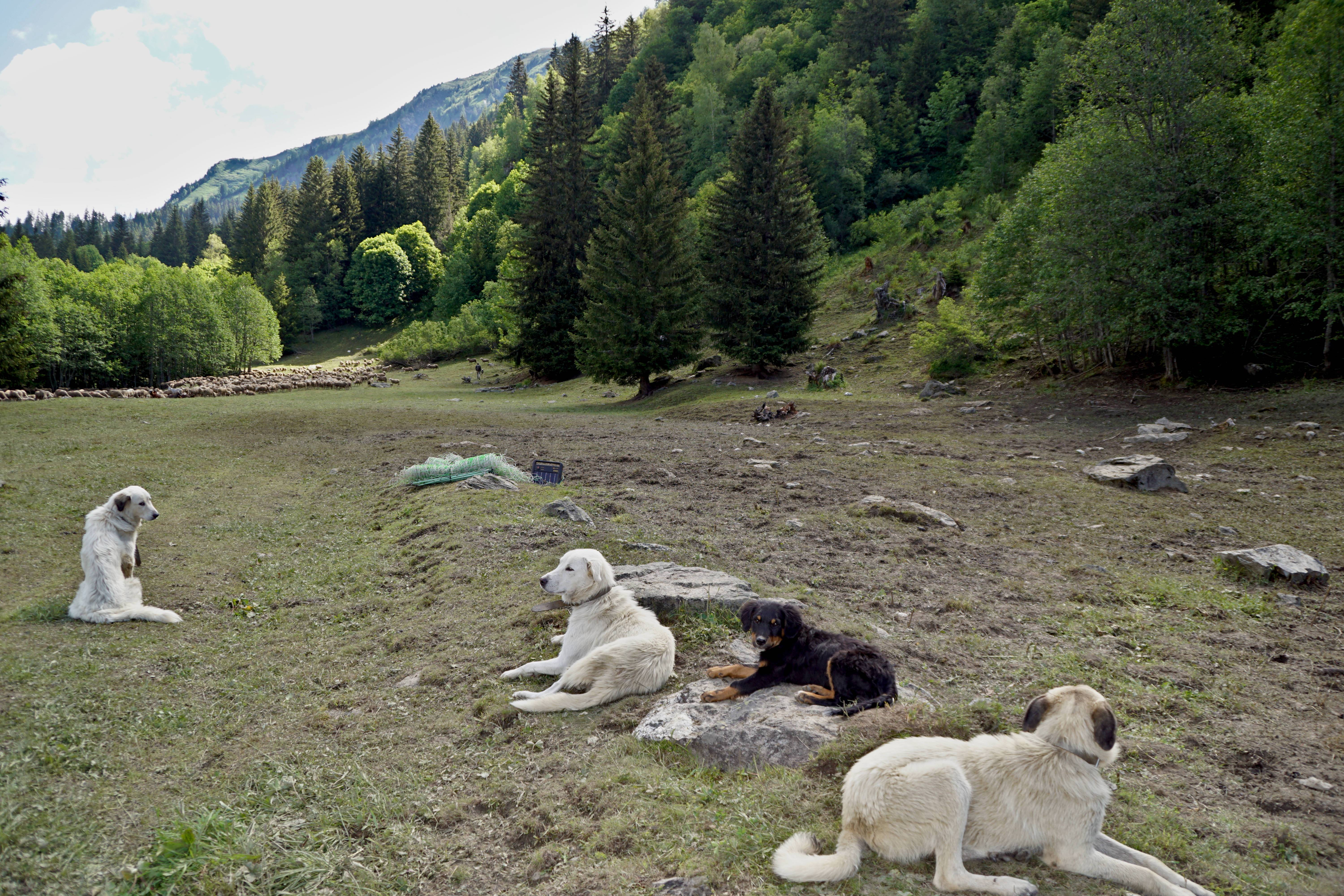 Chiens de berger