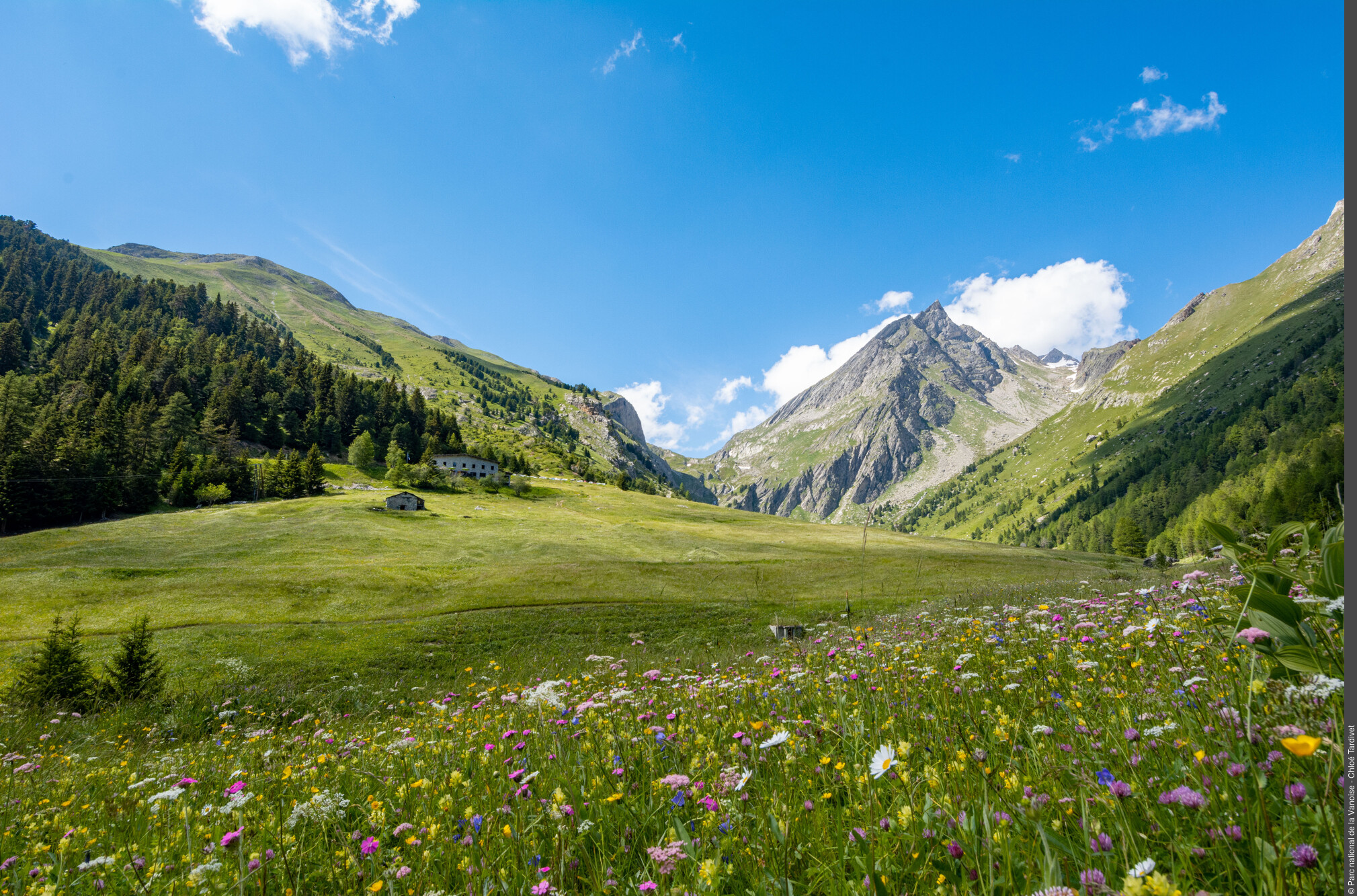 Les prairies fleuries du vallon de l'Orgère avec au fond le sommet de l'Aiguille Doran.